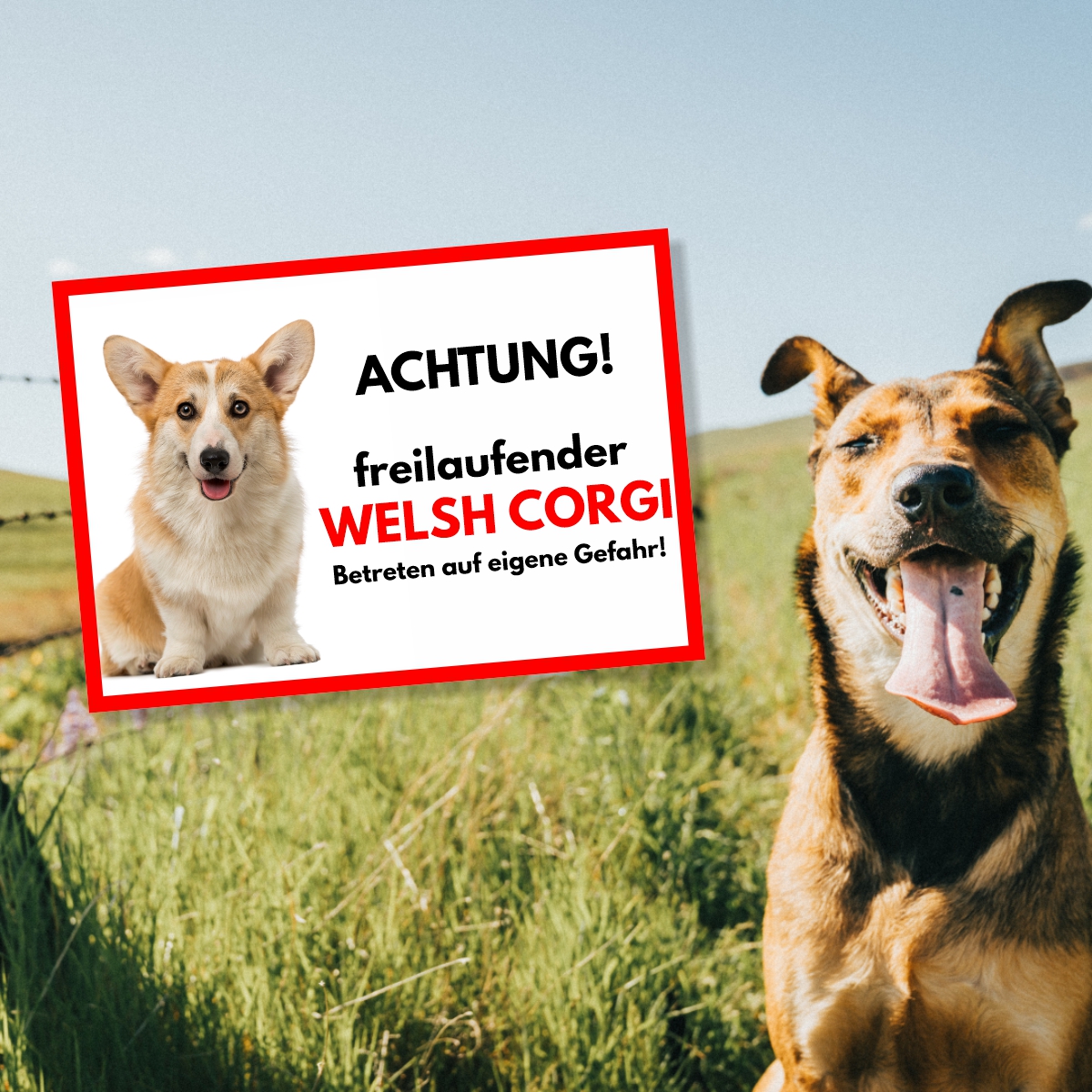 Welsh Corgi Freilaufender Hund Dog Schild Spruch Türschild Hundeschild Warnschild