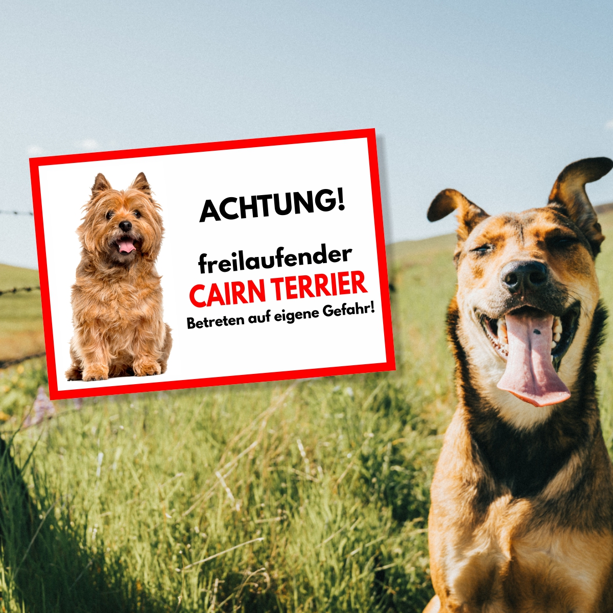 Cairn Terrier Hell Freilaufender Hund Dog Schild Spruch Türschild Hundeschild Warnschild