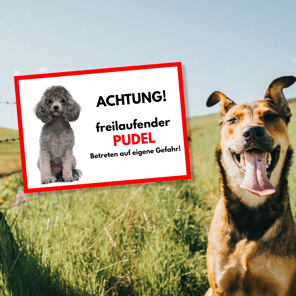 Pudel Grau Freilaufender Hund Dog Schild Spruch Türschild Hundeschild Warnschild
