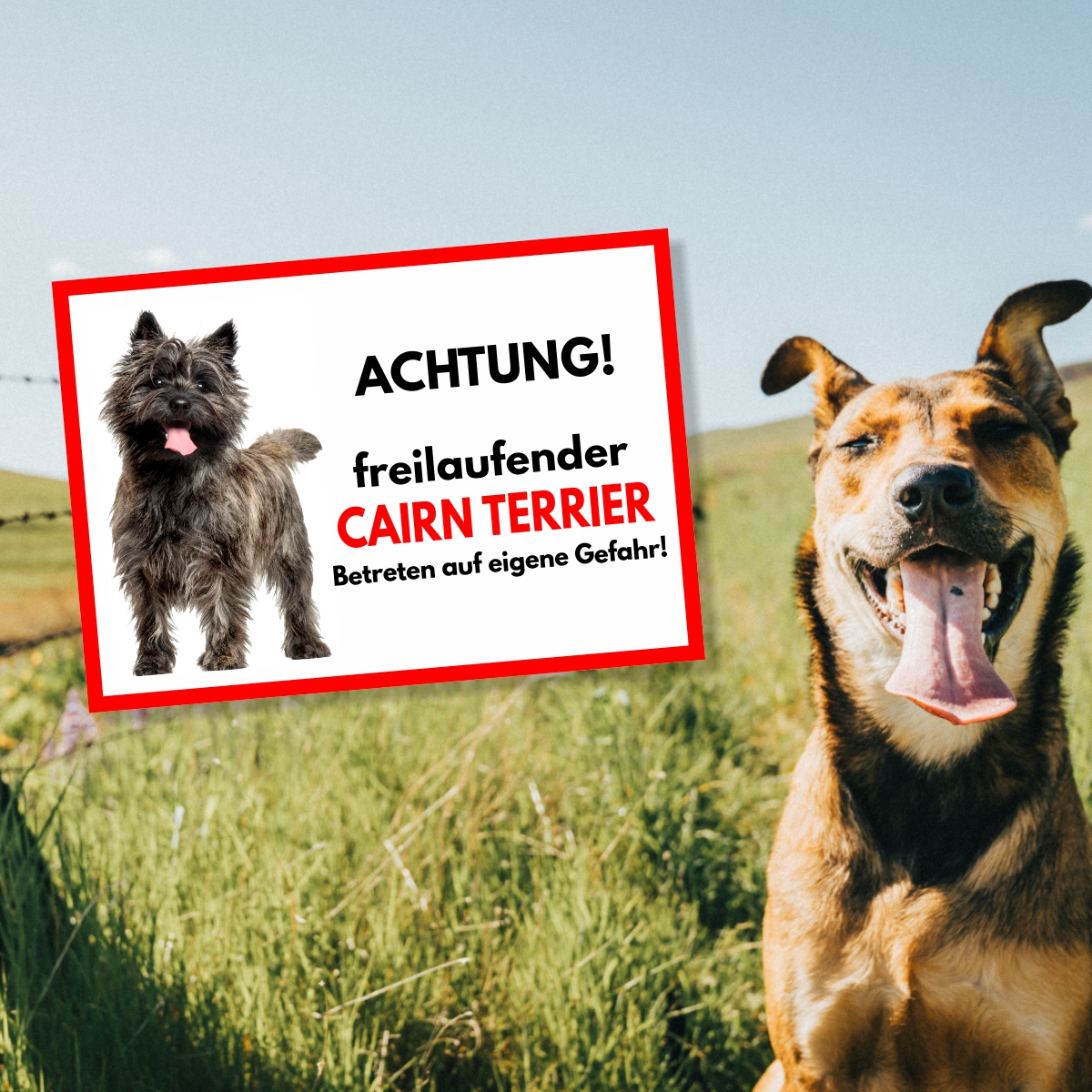 Cairn Terrier Freilaufender Hund Dog Schild Spruch Türschild Hundeschild Warnschild