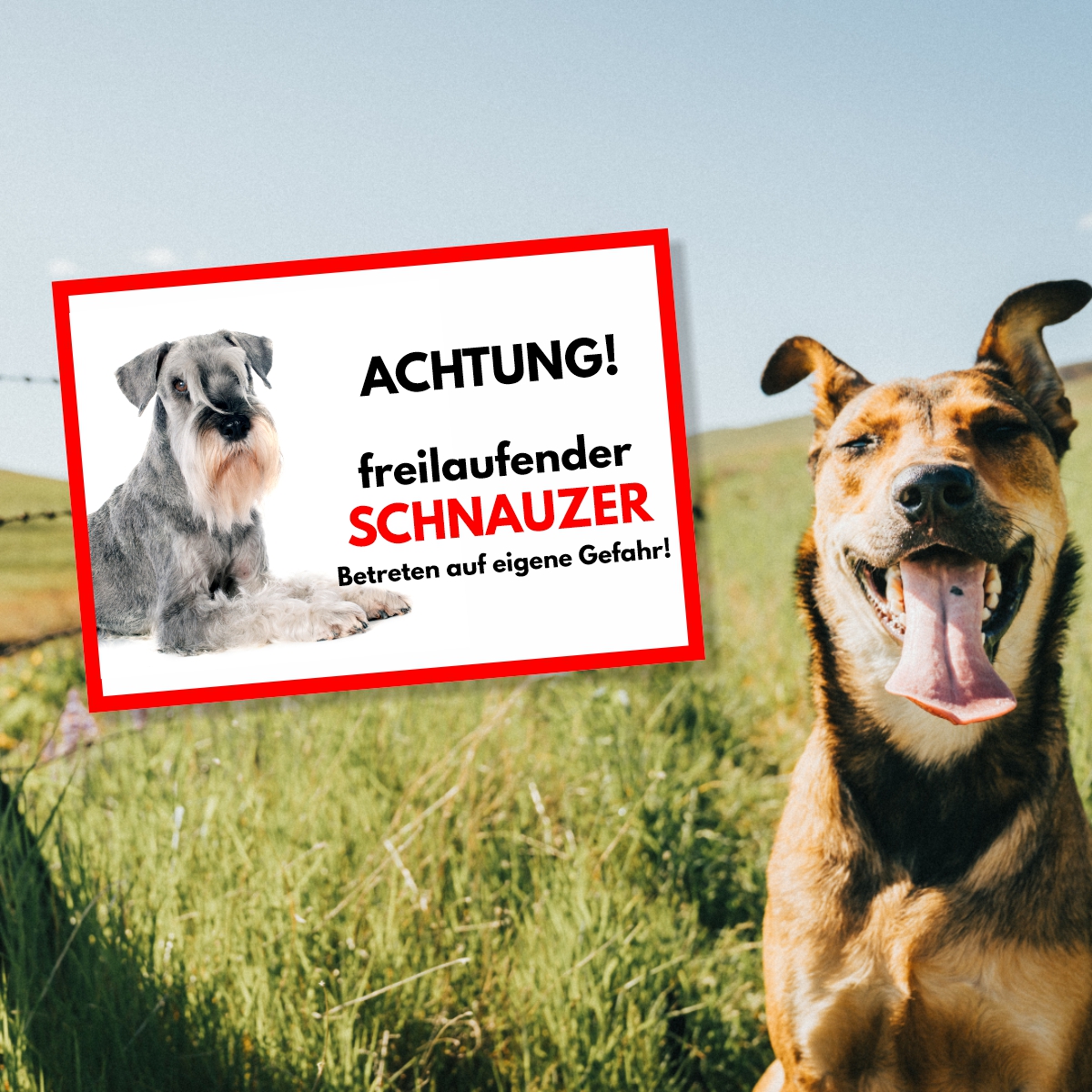 Schnauzer Freilaufender Hund Dog Schild Spruch Türschild Hundeschild Warnschild