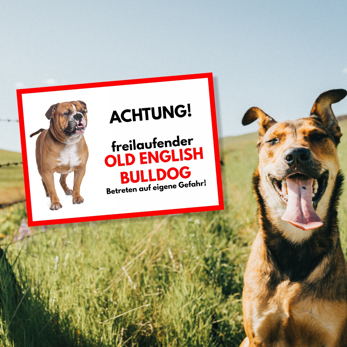 Old English Bulldog Freilaufender Hund Dog Schild Spruch Türschild Hundeschild Warnschild