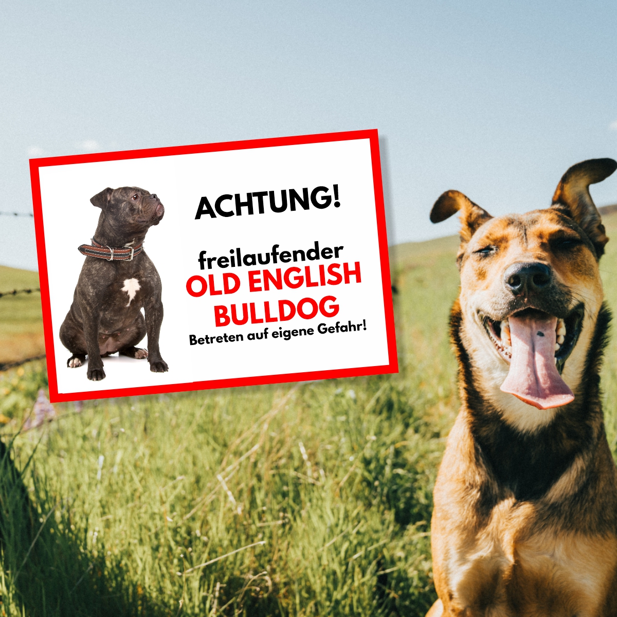 Old English Bulldog 2 Freilaufender Hund Dog Schild Spruch Türschild Hundeschild Warnschild