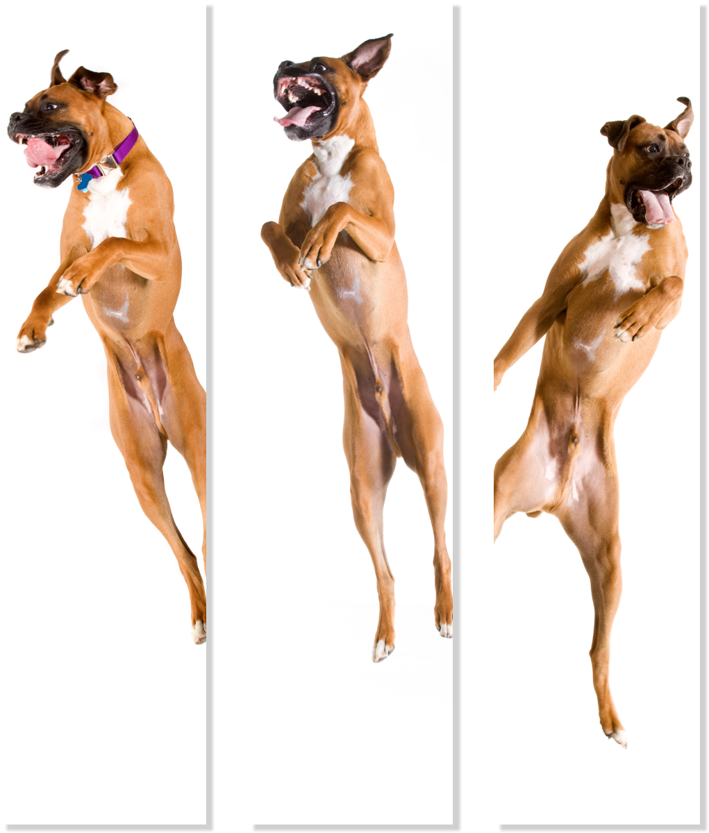 Deutscher Boxer Schild Jump Set Wandschild Bild Deko Hundeschild Fun cool Schilder happy Design by Siviwonder