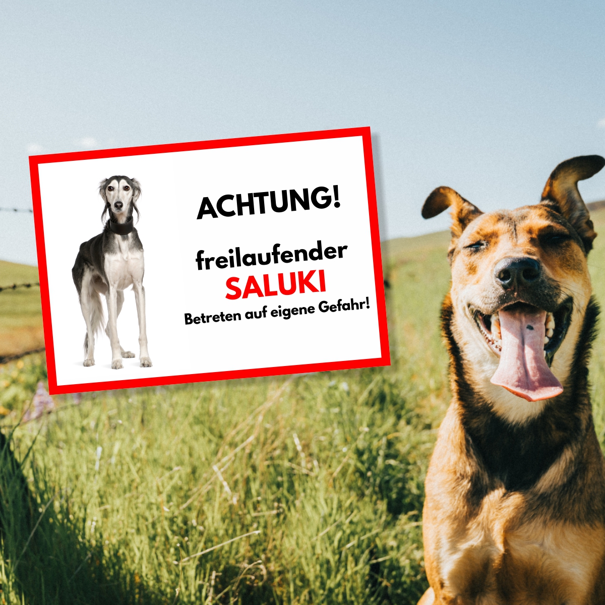 Saluki Freilaufender Hund Dog Schild Spruch Türschild Hundeschild Warnschild