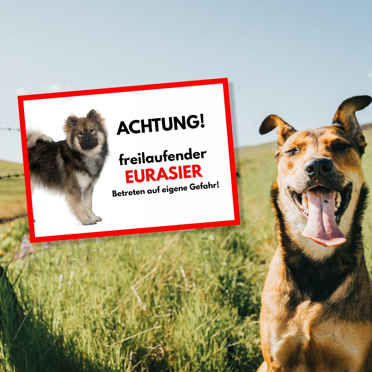 Eurasier Freilaufender Hund Dog Schild Spruch Türschild Hundeschild Warnschild